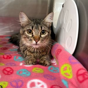 Sweetie is an opinionated and curious little lady She loves playtime and cuddles but most of all wa