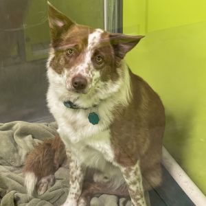 JoJo Australian Shepherd Dog