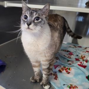 Bear (PopTart) Siamese Cat