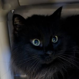 Juno Domestic Long Hair Cat