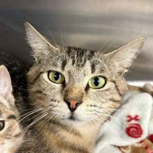 Annie Domestic Short Hair Cat