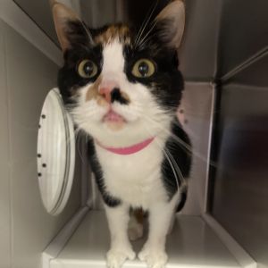 Molly Extra-Toes Cat / Hemingway Polydactyl Cat