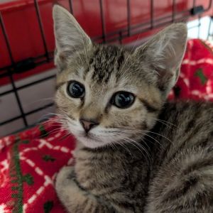 Vestalia Domestic Short Hair Cat