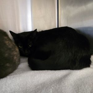 Midnight Domestic Short Hair Cat