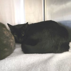 Midnight Domestic Short Hair Cat
