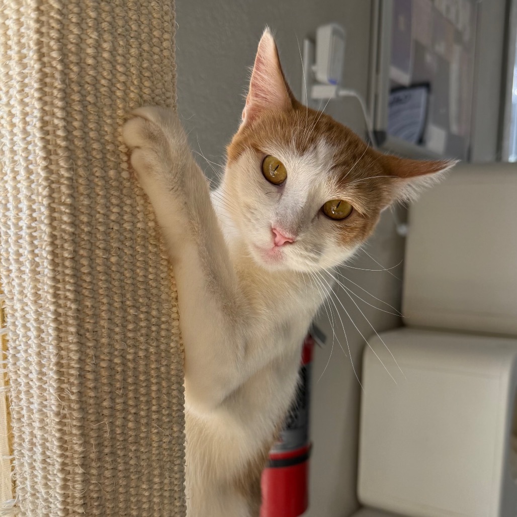 Spud, an adoptable Domestic Short Hair in Boulder, CO, 80304 | Photo Image 1