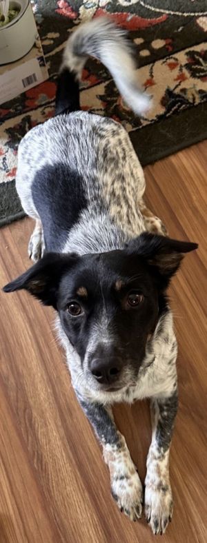 Piper, Adult Female Parson Russell Terrier