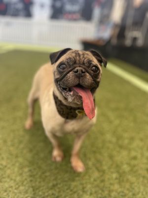 Talia Pug Dog