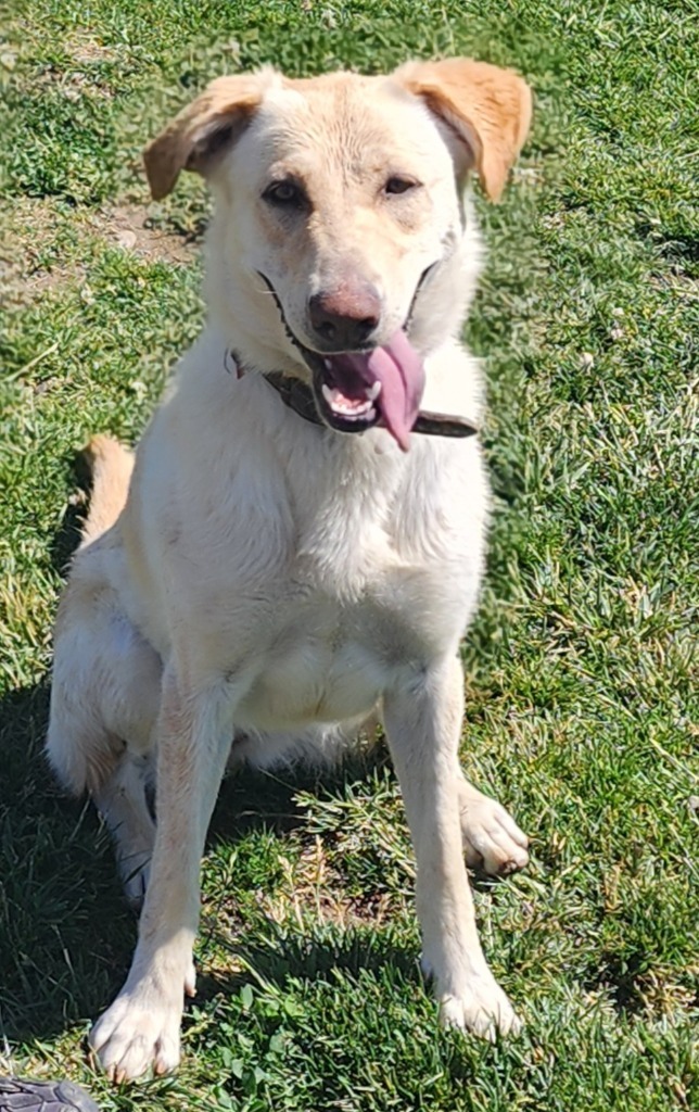 Gigi, an adoptable Labrador Retriever, Husky in Green River, WY, 82935 | Photo Image 1