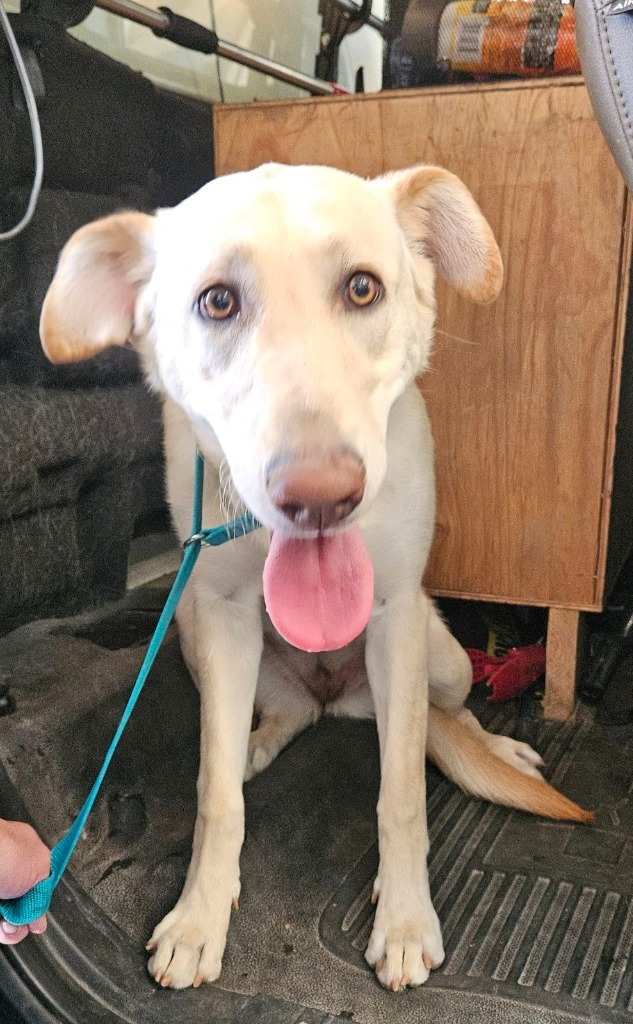 Gigi, an adoptable Labrador Retriever, Husky in Green River, WY, 82935 | Photo Image 2