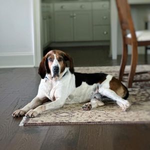 Vincent, Senior Male Treeing Walker Coonhound