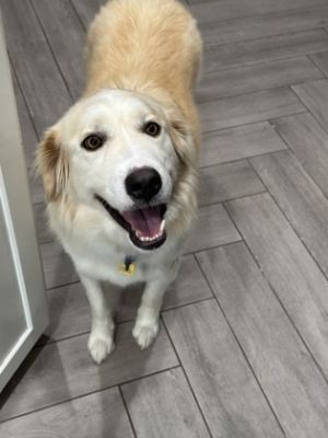 Coconut, Adult Female Great Pyrenees