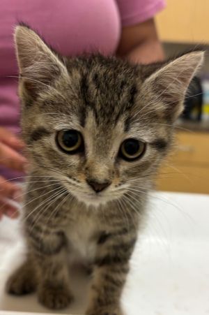 REESE, Baby Female Domestic Short Hair