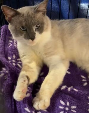 MANNY, Adult Male American Bobtail