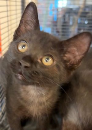 JORDY, Baby Female Domestic Short Hair
