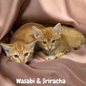 Sriracha, Baby Female Domestic Short Hair