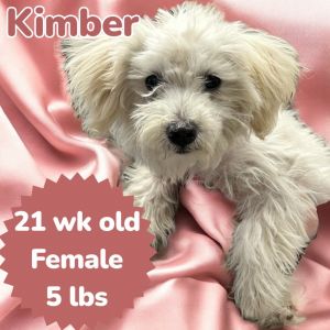 Photo of Kimber
