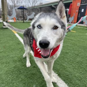 Cloverton, Senior Male unknown