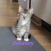 Delaney photo 1