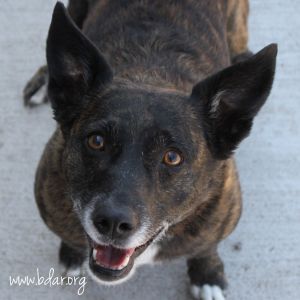 Violet, Senior Female unknown