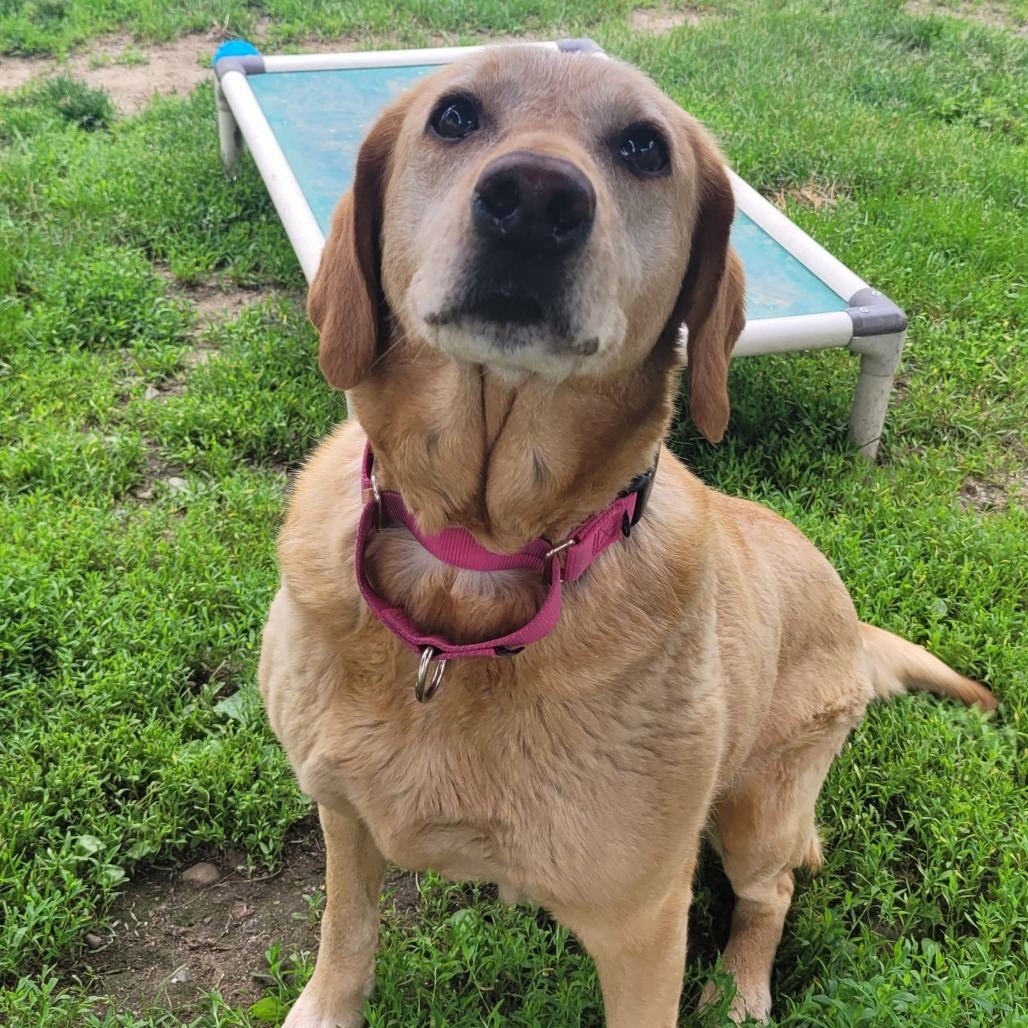 Lilly
