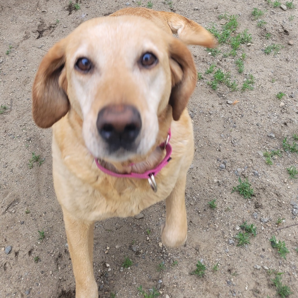 Lilly