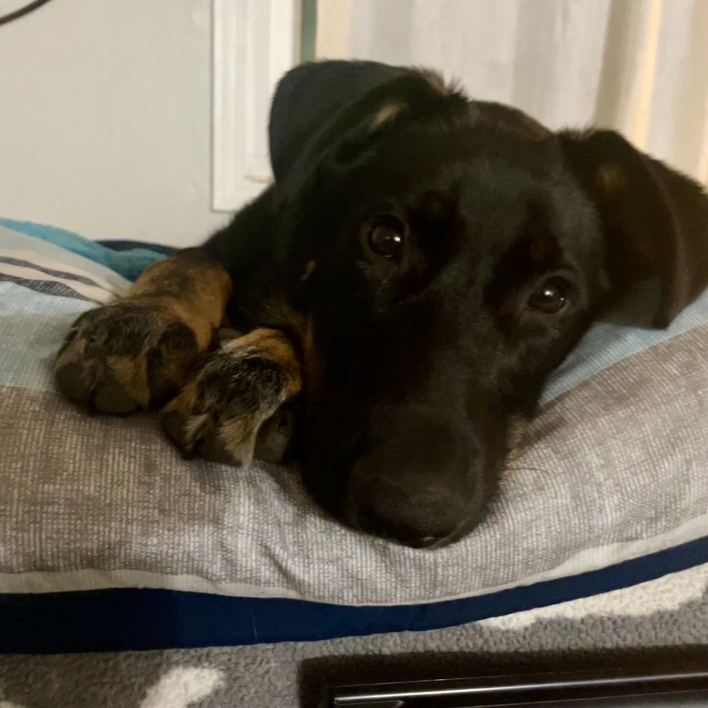Duke, an adoptable Mixed Breed in Bismarck, ND, 58507 | Photo Image 2