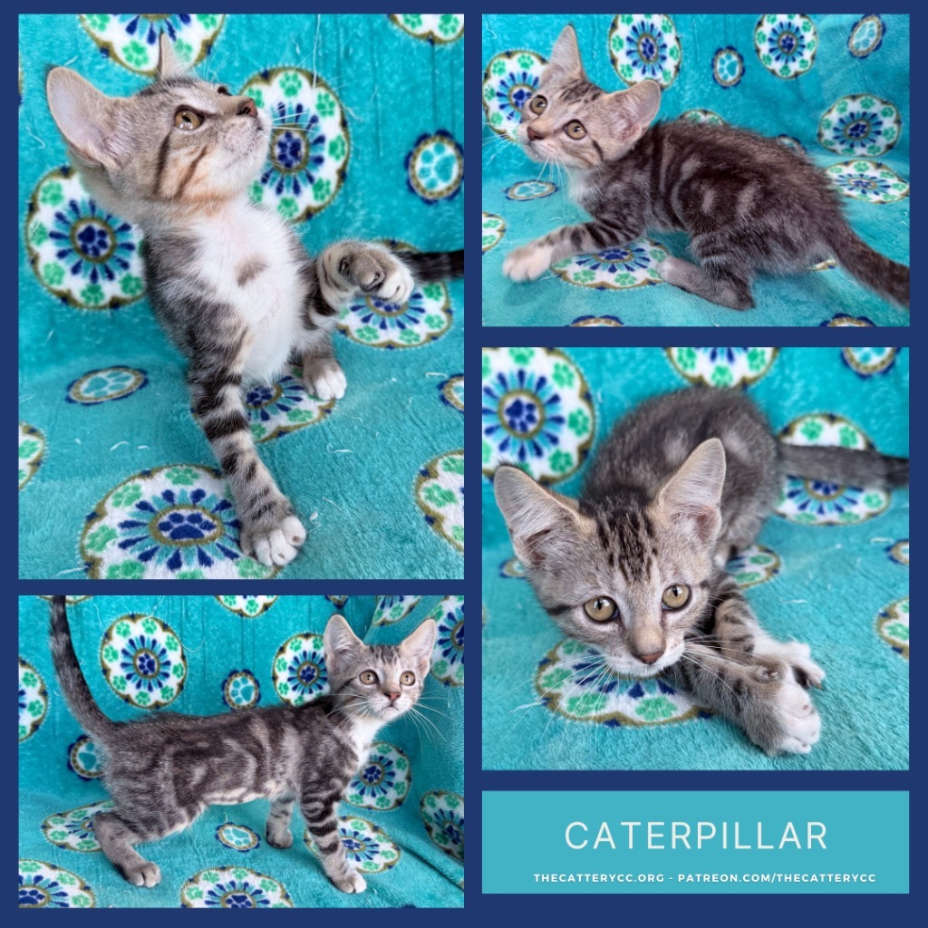 Caterpillar