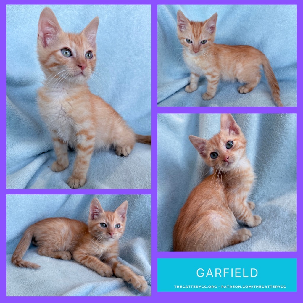 Garfield