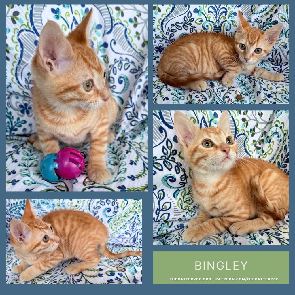 Bingley