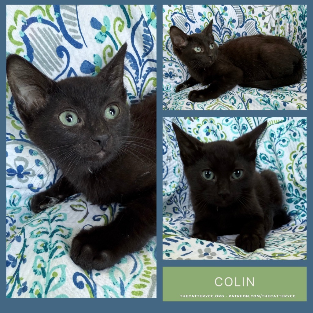 Colin