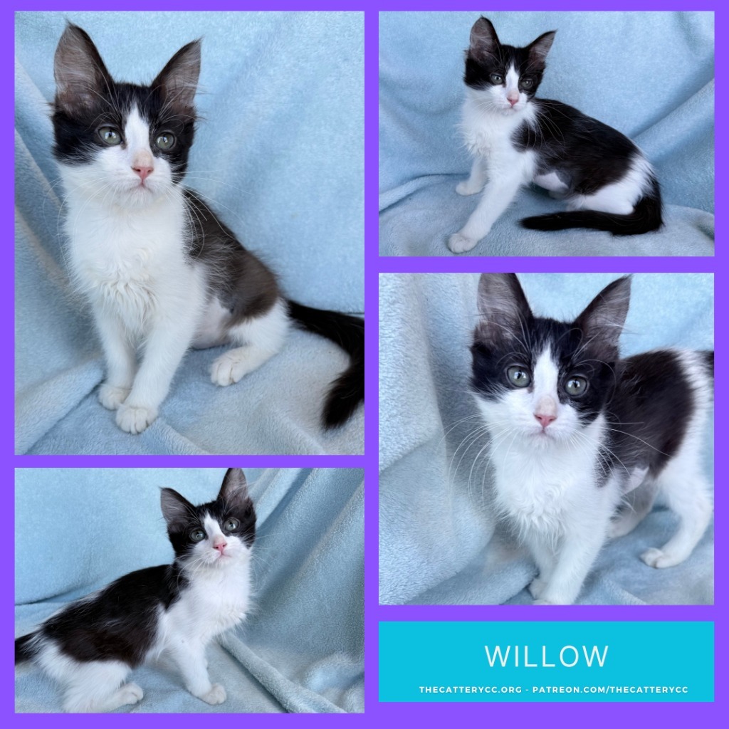 Willow
