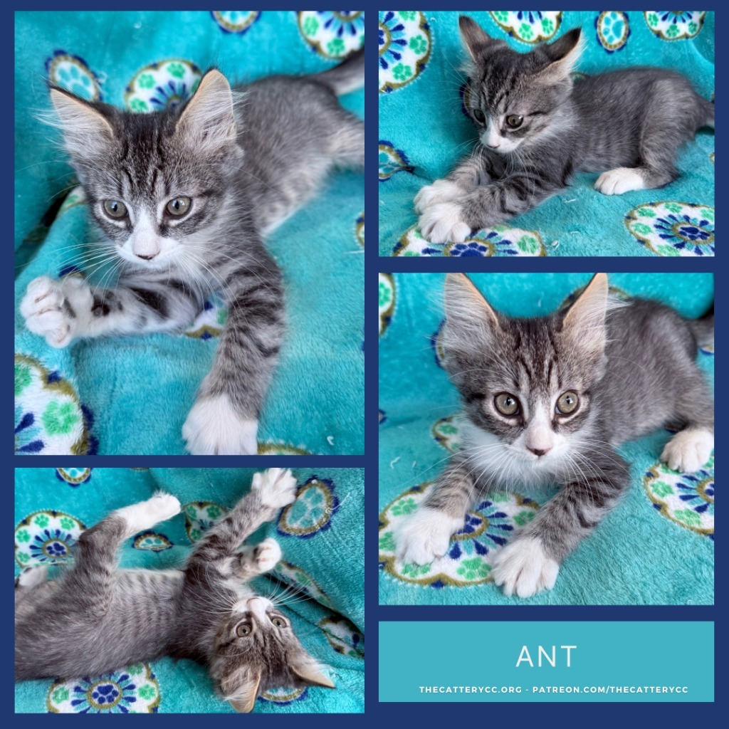 Ant