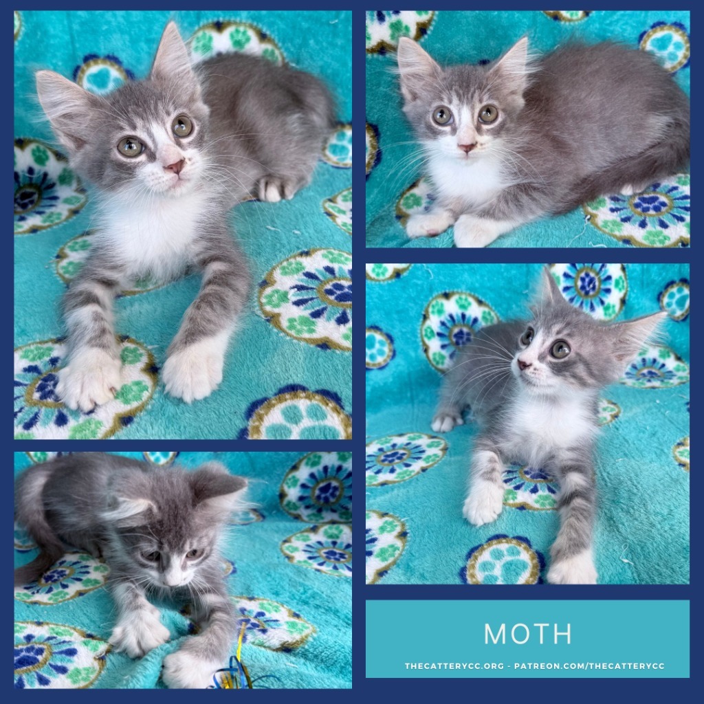 Moth