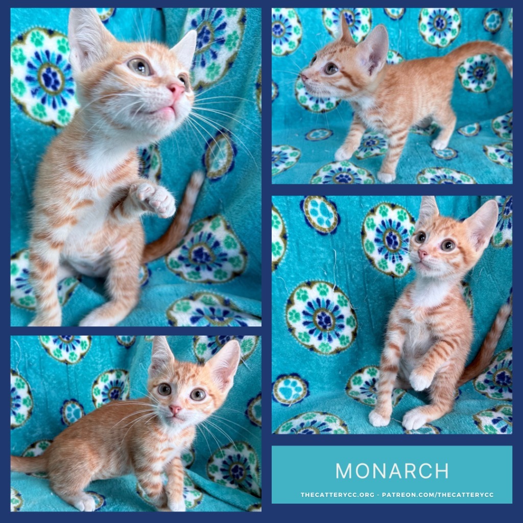 Monarch