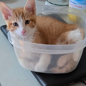 N-Pocket, Baby Male Domestic Short Hair