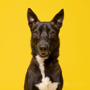 Jackson, Adult Male German Shepherd Dog