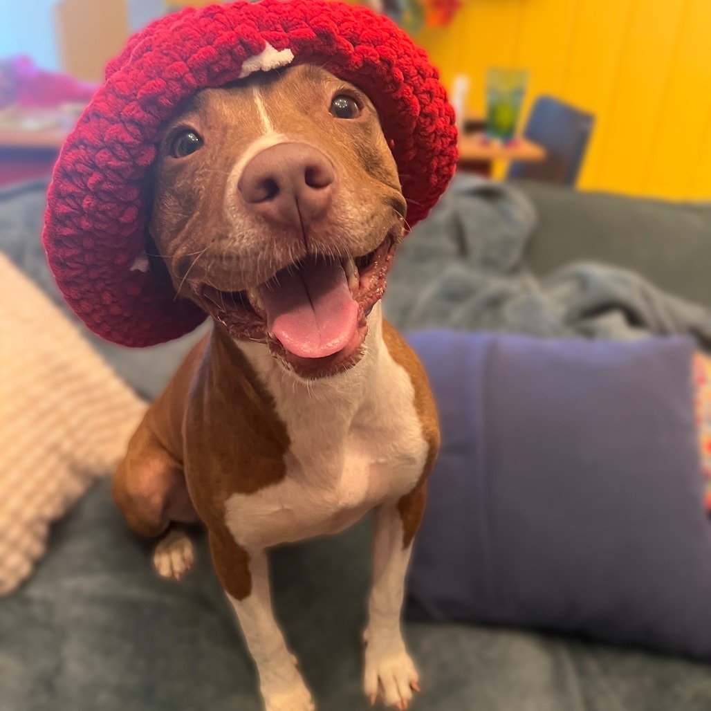 Nova