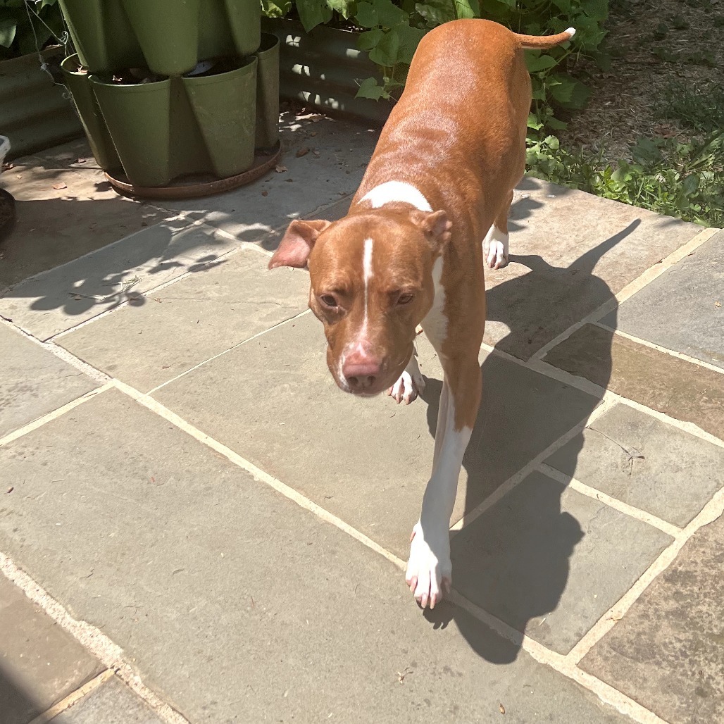 Nova