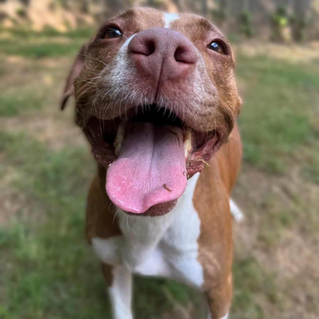 Nova