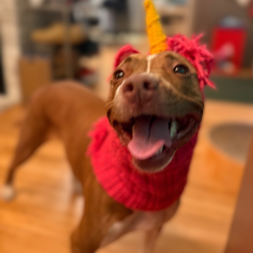 Nova
