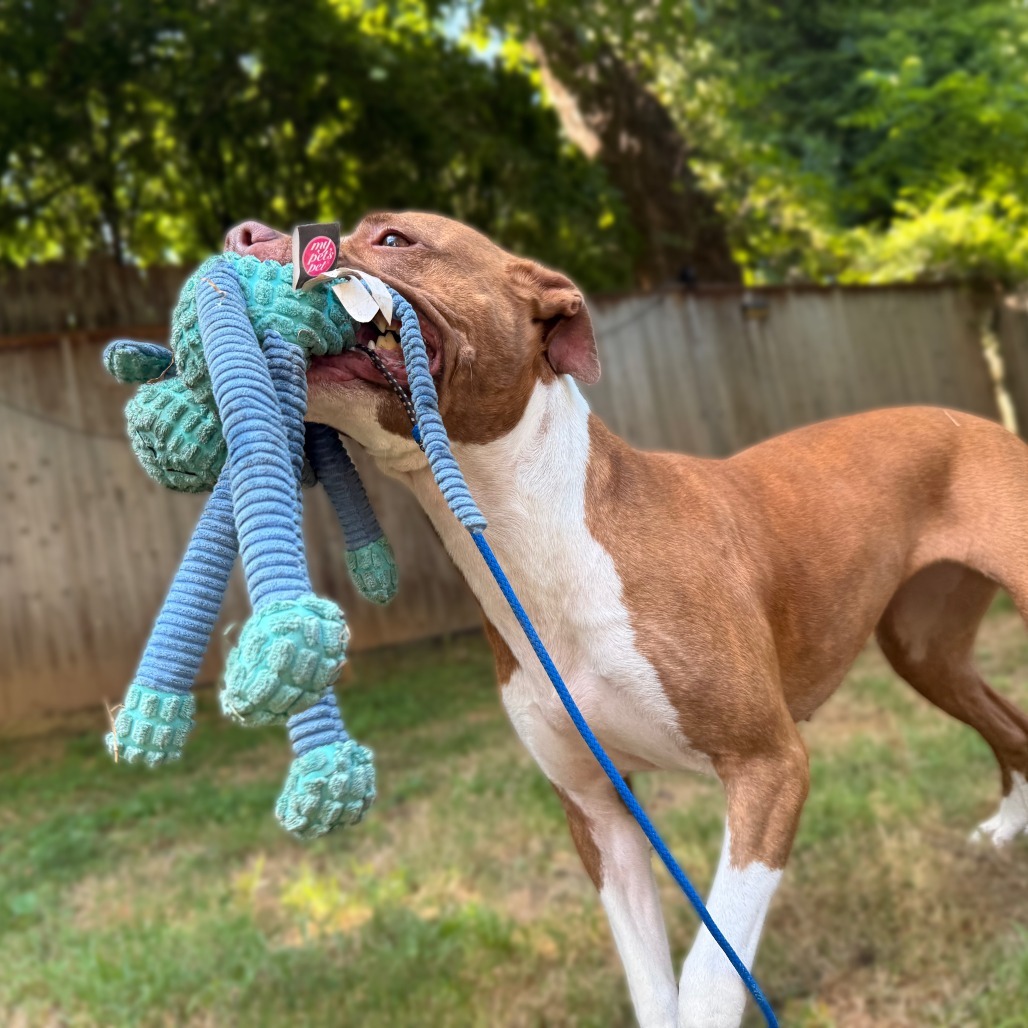 Nova