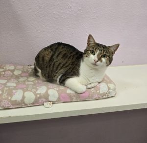 Elsa, Adult Female Domestic Short Hair