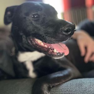 Eponine Coco, Adult Female Mixed Breed