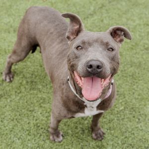 Iris, Adult Female Mixed Breed