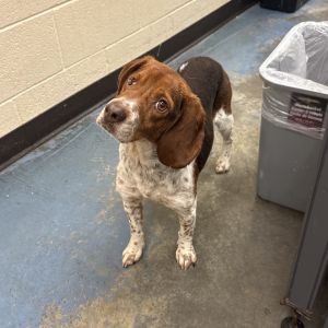 Mulan, Adult Female Mixed Breed