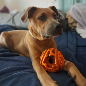 Rascal, Young Male Mixed Breed
