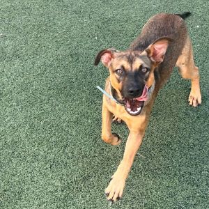 BRADLEY, Baby Male Mixed Breed