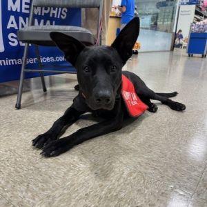 Luke, Young Male Mixed Breed