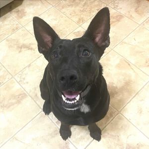 Jasmine (Jooni), Adult Female Mixed Breed